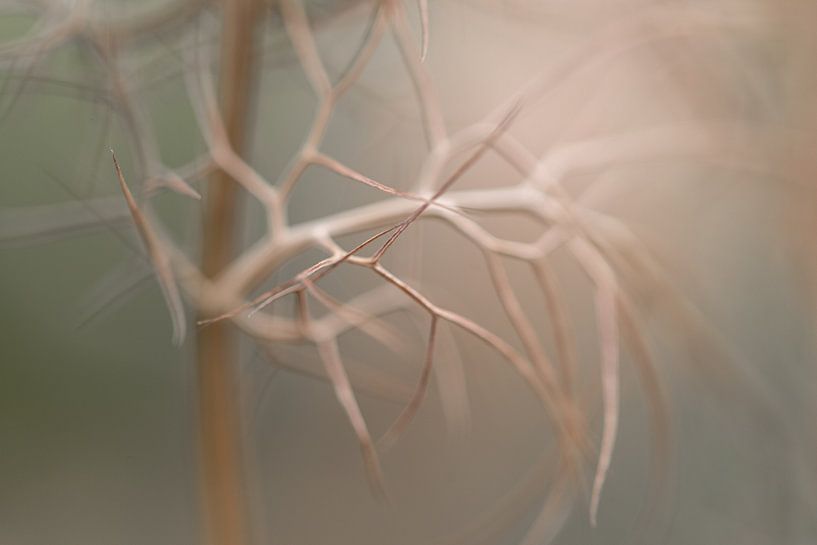 Soft Lines III - Fragile Threads (Minimalist Botanical Photography in Pastel Shades) by Marika Huisman fotografie