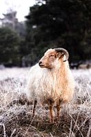 Drents Heideschaap