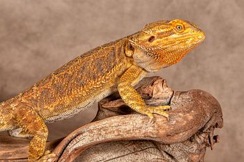 Agama or bearded dragon