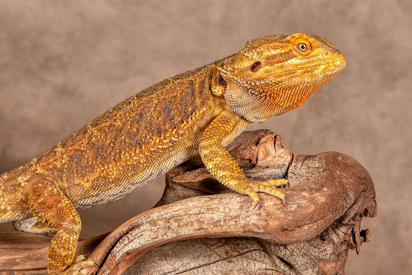 Agama oder Bartagame von Tony Wuite