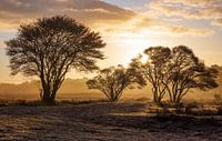 Golden sunrise Zuiderheide