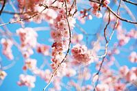 Poésie de printemps