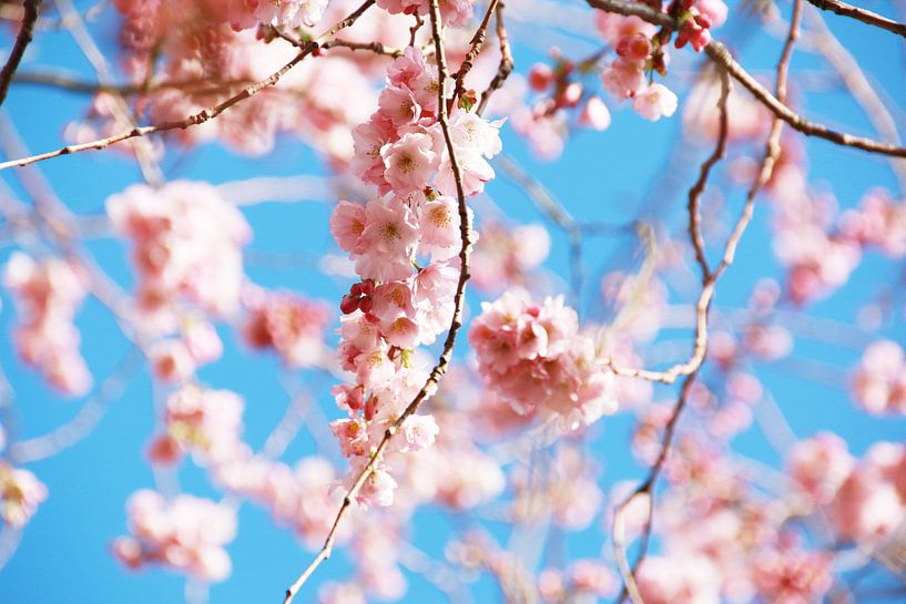 Poésie de printemps par Die Farbenfluesterin