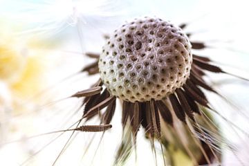 Pusteblume van Rolf Pötsch