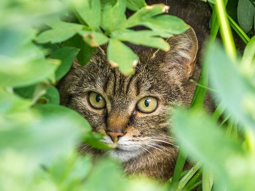 Katze versteckt zwischen grünen Blättern
