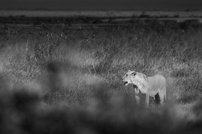 Kenya | White Mountain Movement 8 by Mariëlle de Valk