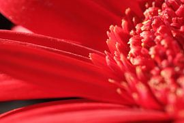 gerbera by Hubert van Gestel