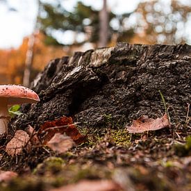 fly agaric on stump by Mario Driessen