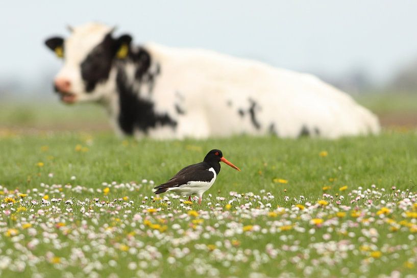 Trauerflor von Ruurd Jelle Van der leij