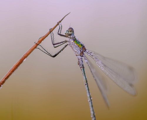 damselfly under the dewdrops