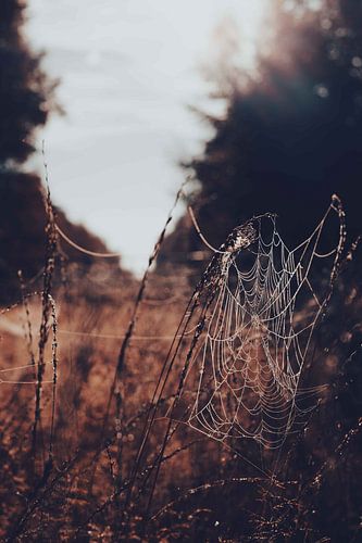 Spinneweb in ochtendrood. Zonsopgang, Bargerveen, Drenthe