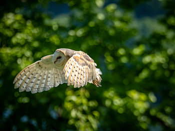 Barn Owl