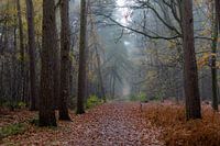 Herbst in den Peerdsbos