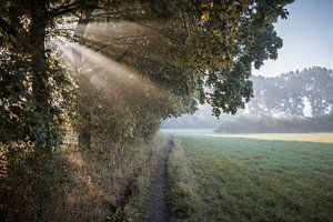 Altweiber-Sommermorgen