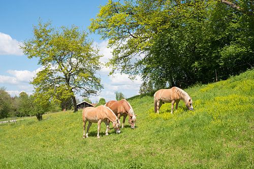 drie paarden grazend op een weelderige groene weide, zonnig lentelandschap