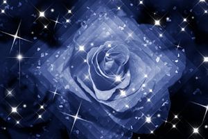 himmlische Rose