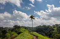 Geweldig groen rijstveld. Ubud, Bali, Indonesië van Tjeerd Kruse thumbnail