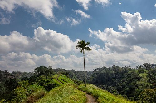 Great green rice field. Ubud, Bali, Indonesia