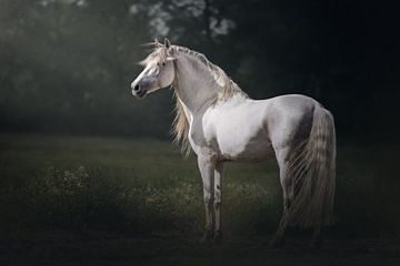 In the spotlight | white stallion | horse photography by Laura Dijkslag