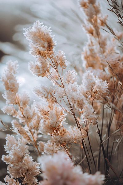 Soft Beige Flowers in the Wind by Imperial Art House