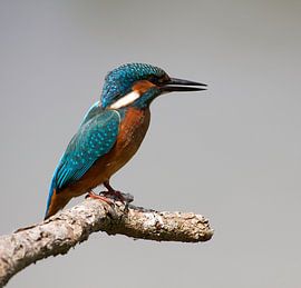 Ijsvogel von Harry Glorius