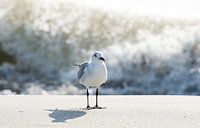 seagull
