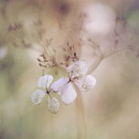 hortensia in naturel