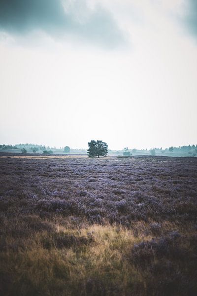 Die Heide von Epe von S van Wezep