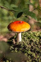 Herfst in het bos