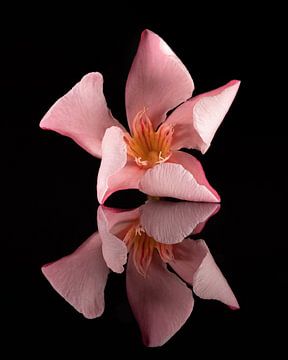 Fleur du Nerium Oleander ou laurier-rose