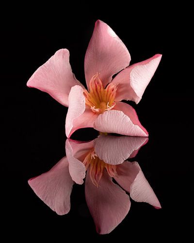 Bloem van de Nerium Oleander of Oleander