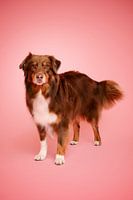 Roter tri (brauner) Australian Shepherd Hund, anmutig und aufmerksam im Studio, mit rosa als Hintergrundfarbe