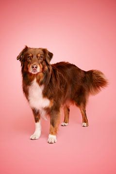 Red tri (brown) Australian shepherd dog, graceful and attentive in studio, with pink as background colour by Elisabeth Vandepapeliere