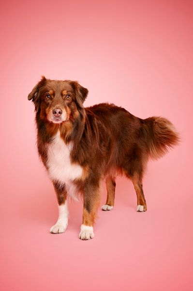 Roter tri (brauner) Australian Shepherd Hund, anmutig und aufmerksam im Studio, mit rosa als Hintergrundfarbe von Elisabeth Vandepapeliere