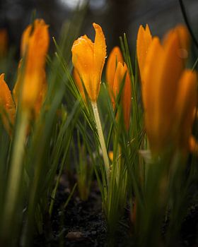 Orangefarbener Schein des Frühlings