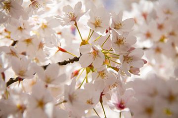 Witte bloem volop in bloei aan een lente boom van Marco Leeggangers