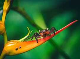 Crab on a flower in the jungle of Costa Rica by Dennis Langendoen