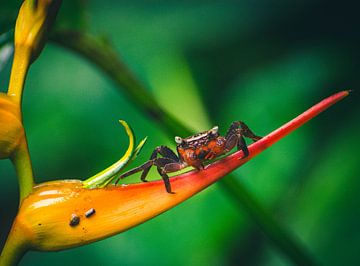 Krab op een bloem in de jungle van Costa Rica van Dennis Langendoen