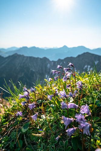 Bloemrijk, zonnig uitzicht over de Allgäuer bergen