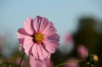 Blume Cosmea