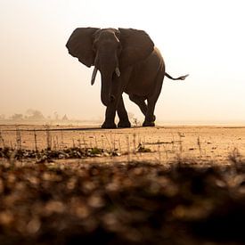 Rencontre avec un grand éléphant d'Afrique lors d'une tempête de sable à Mana Pools, au Zimbabwe. sur mitevisuals