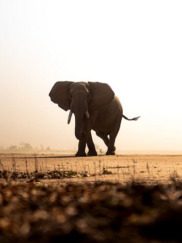 Eye-to-eye with a large African elephant during a sandstorm in Mana Pools, Zimbabwe by mitevisuals