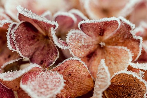 hortensiablad met rijp