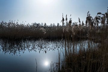 Reflektionen von Schilfrohrfahnen in einem Teich von Anouschka Hendriks