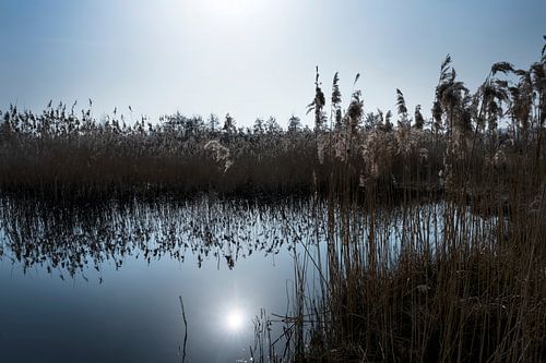 Reflections of reed plumes in a pond