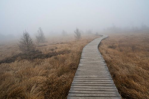 De Belgische Hoge Venen in de mist