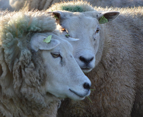 Schapen