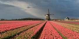 Windmill with pink tulips under a cloudy sky by iPics Photography