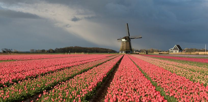 Windmühle mit rosa Tulpen unter einem bewölkten Himmel von iPics Photography