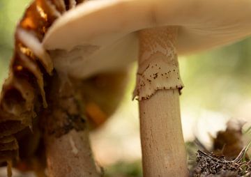 Champignons sur anne vlietstra